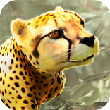 2017 Wild Cheetah Simulator