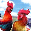 닭 싸움 수탉 Wild Rooster Run