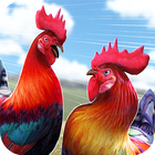 닭 싸움 수탉 Wild Rooster Run 아이콘