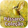 PÁSSAROS COLEÇÃO