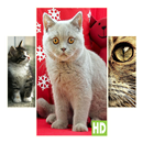 Cat Wallpapers APK