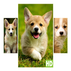 ikon Corgi Ankan Gambar