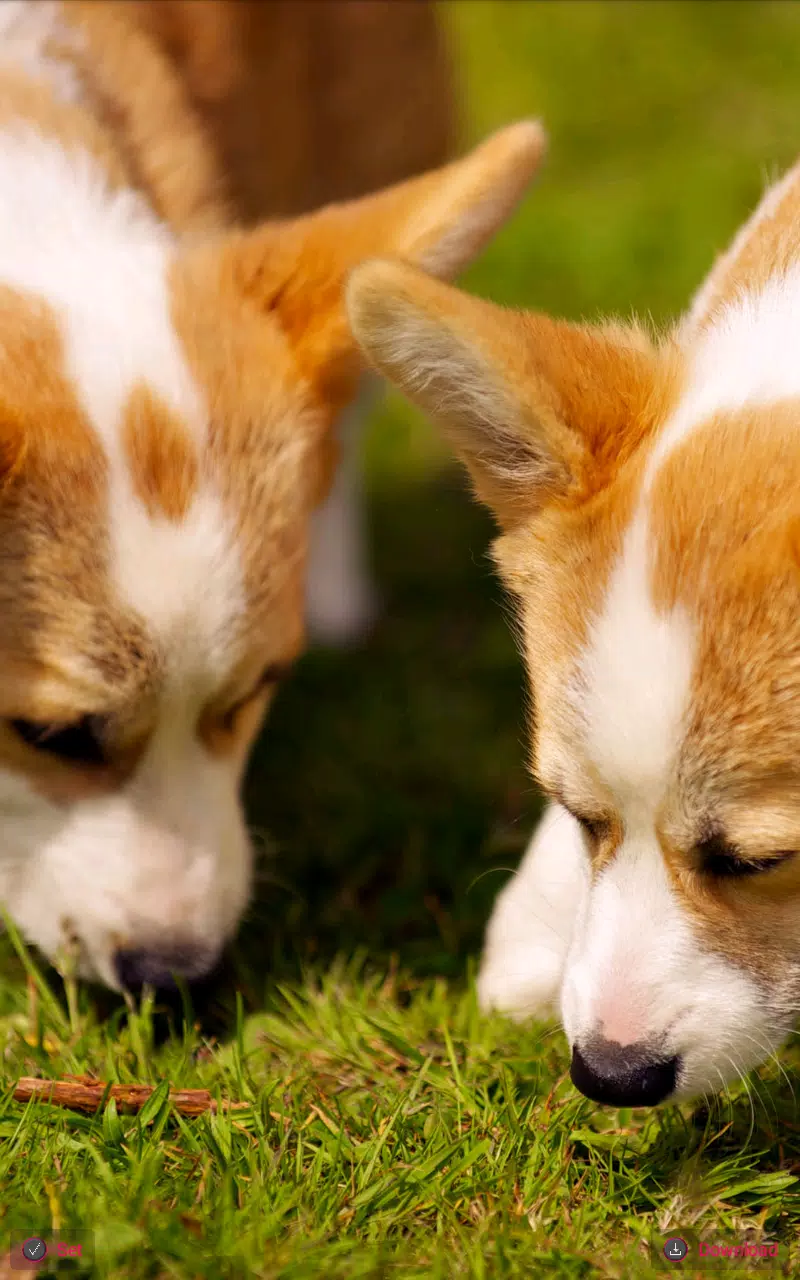 Android向けのコーギー犬 壁紙 Apkをダウンロードしましょう