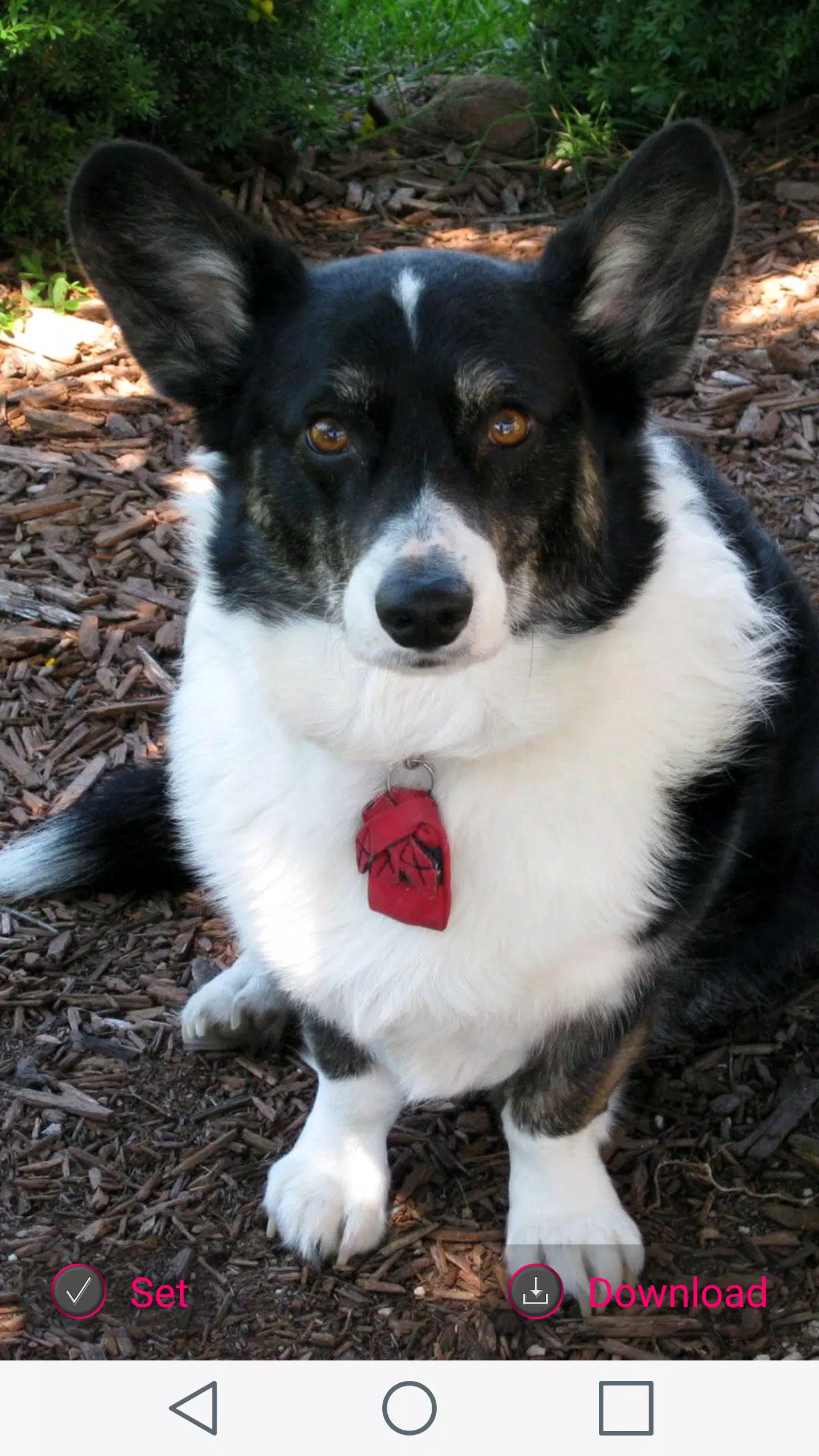 Android向けのコーギー犬 壁紙 Apkをダウンロードしましょう