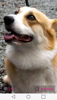 برنامه‌نما Corgi Wallpapers عکس از صفحه