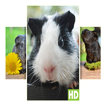 Guinea Pig Wallpaper