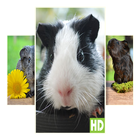 Cavia achtergronden HD-icoon