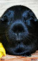 Cavia achtergronden HD screenshot 3