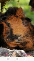 Cavia achtergronden HD-poster