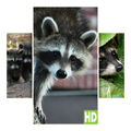 Raccoon Wallpapers