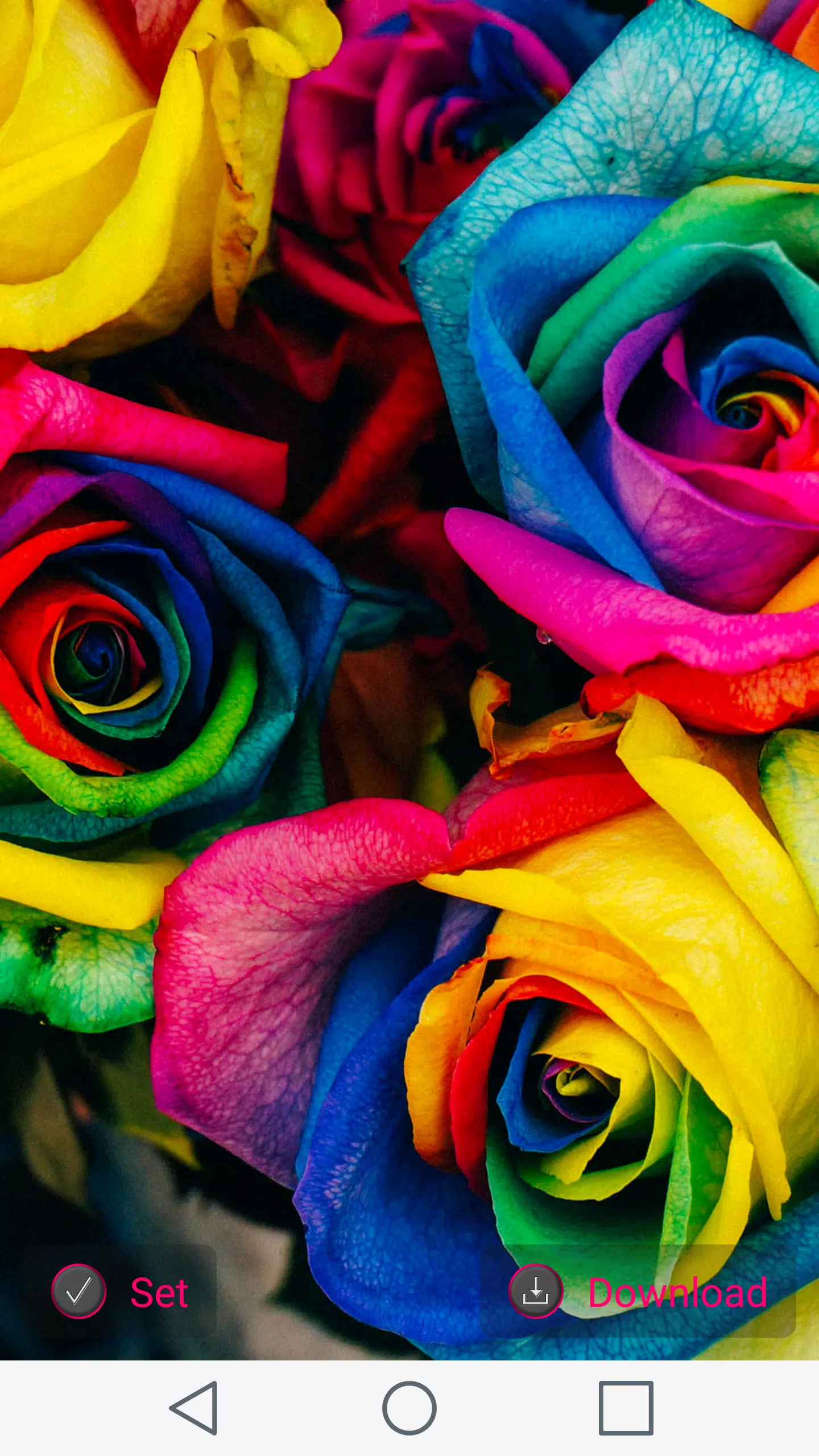 1000+ Rose Wallpapers APK for Android Download