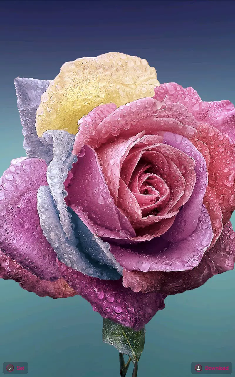 玫瑰壁纸安卓下載 安卓版apk 免費下載 玫瑰壁纸安卓下載 安卓版apk 免費下載