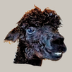 Alpaca Tracker APK