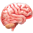APK VR Human Brain