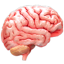 VR Human Brain APK