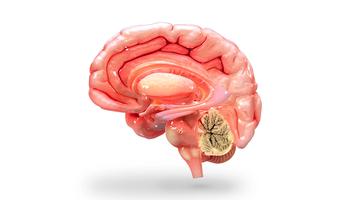 VR Human Brain تصوير الشاشة 2