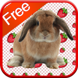 Bunny Games for Kids - Free