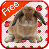 Bunny Games for Kids  icon