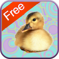 Duck Games for Toddlers - Free