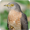 Common Hawk Cuckoo Sound : Brainfever Bird Sound