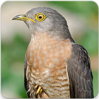 Common Hawk Cuckoo Sound : Brainfever Bird Sound biểu tượng