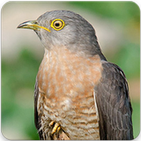 Common Hawk Cuckoo Sound : Brainfever Bird Sound icon