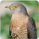 Common Hawk Cuckoo Sound : Brainfever Bird Sound APK