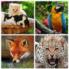 Animal World Puzzles icône