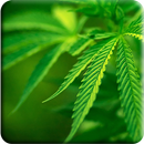 Marijuana water effect LWP APK