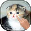 Magic Touch - Cute Cat APK