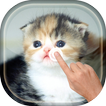 ”Magic Touch - Cute Cat