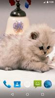پوستر Magic Touch - Cute Cat