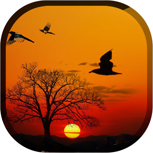 Sunset Live Wallpaper - Flying