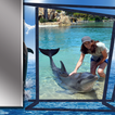 Cadre de dauphins pour photos
