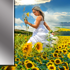 Sunflower Picture Frames آئیکن