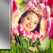 Cadres de photos de tulipes