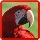 Macaw Parrot Bird Sound : Scarlet Macaw Sounds APK