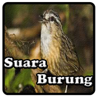 Kicau Brencet आइकन