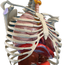 Mechanism of Breathing 3D APK