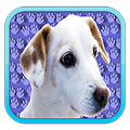 dog breeds