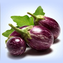 Brinjal Cultivation IIHR APK