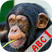 ABC Animals Flash Card