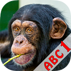ABC Animals Flash Card icon