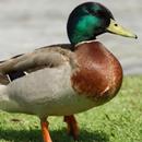 APK Ducky Bhai