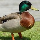 Ducky Bhai ikon