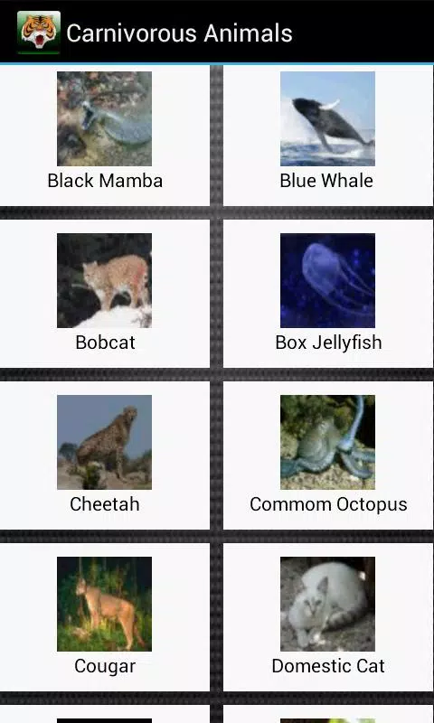 Carnivorous animals and facts APK for Android Download