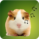 APK Guinea Pig Sounds