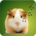 Guinea Pig Sounds ikon