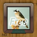 9s-Album HD Free APK