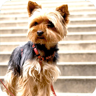 Yorkshire Terrier Background biểu tượng